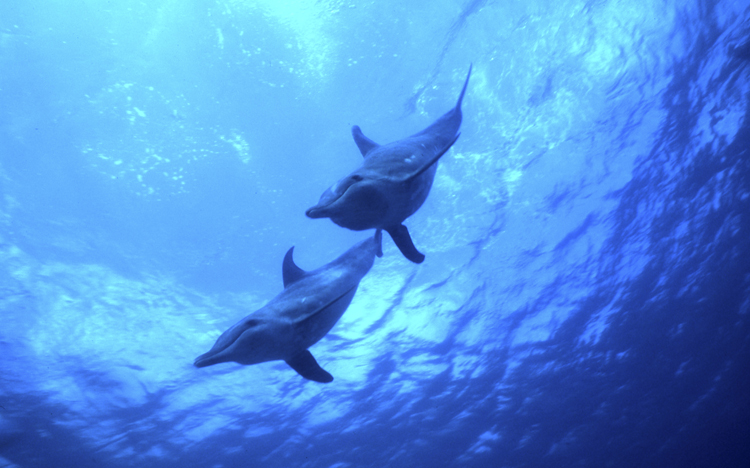 Angelee image;underwater;diving;dolphin;two;MOOREA;FRENCH POLYNESIA;F243 31
